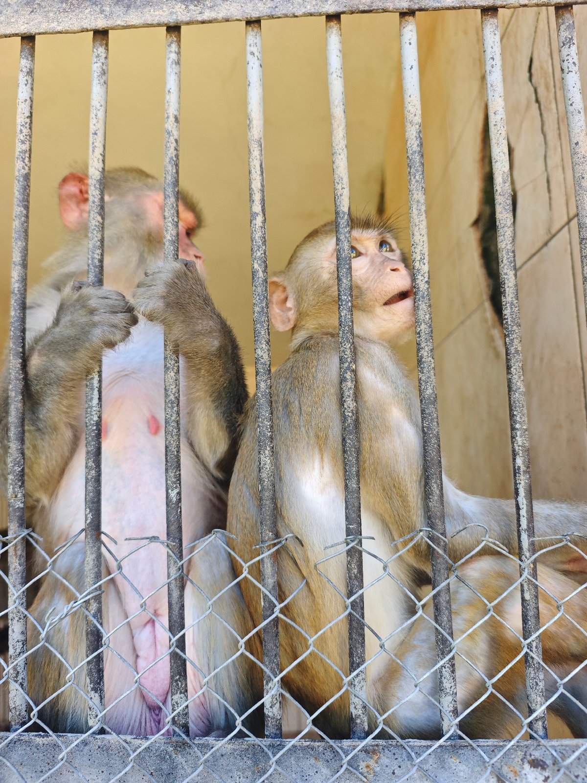 Visitors feed primates at Sokhumi animal facility