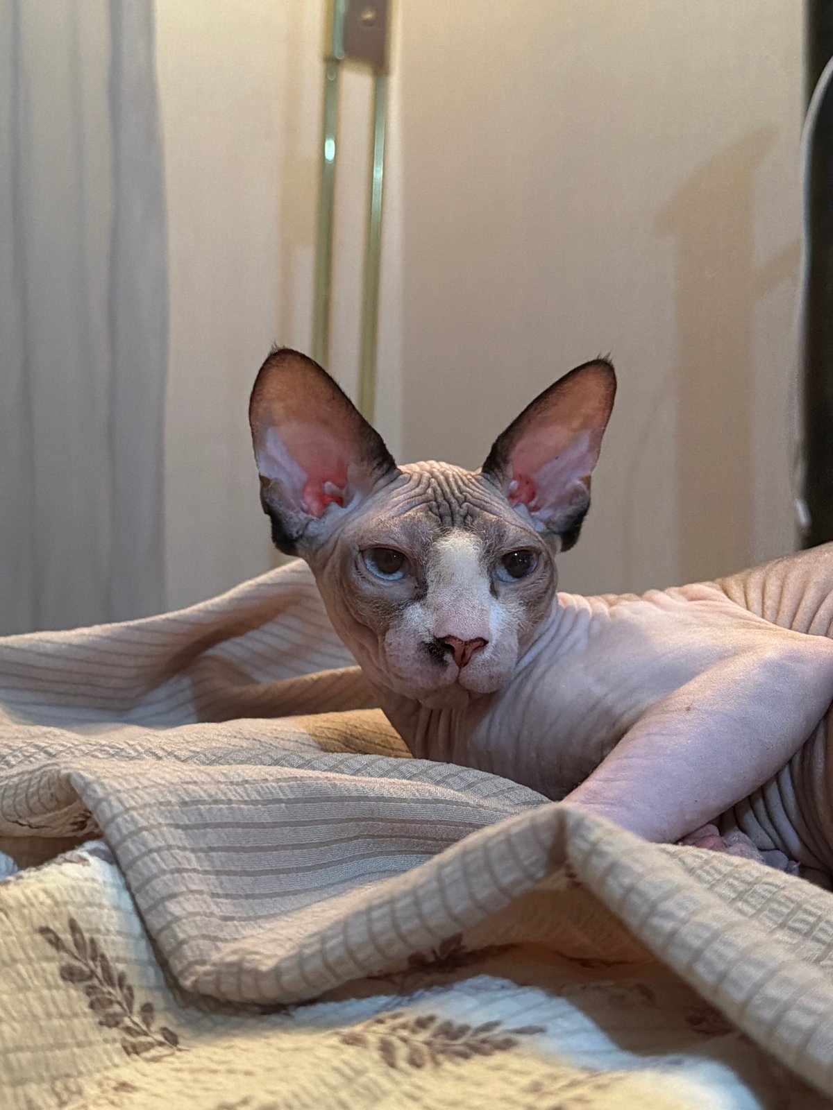 Sphynx cat relaxing on a bed in Odesa
