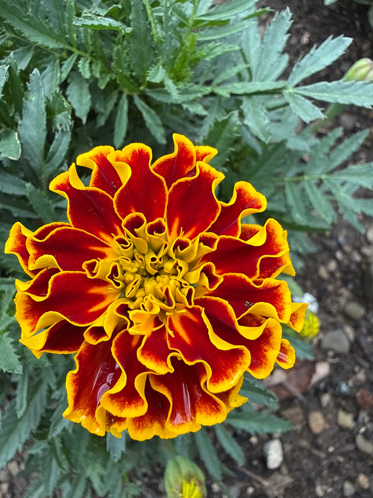 Backyard flowers in bloom, Fairview Township