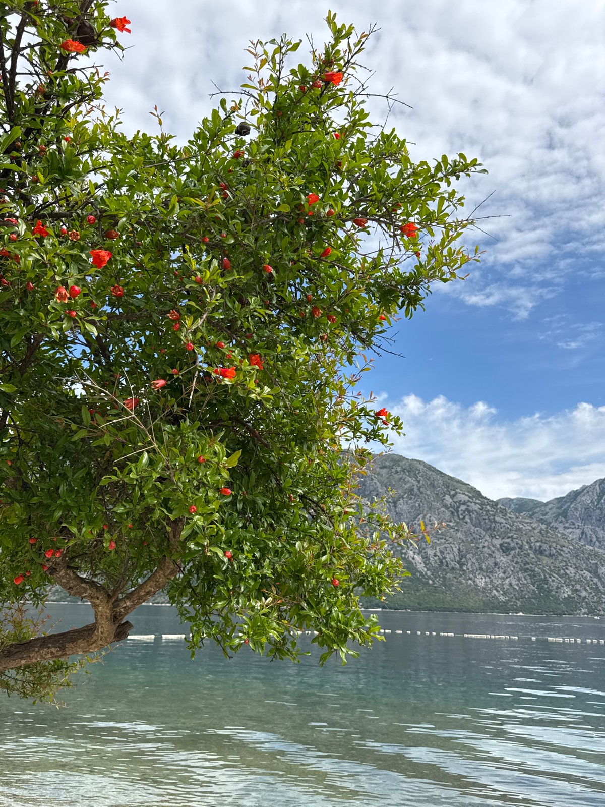 Spring morning documented in coastal Montenegro village