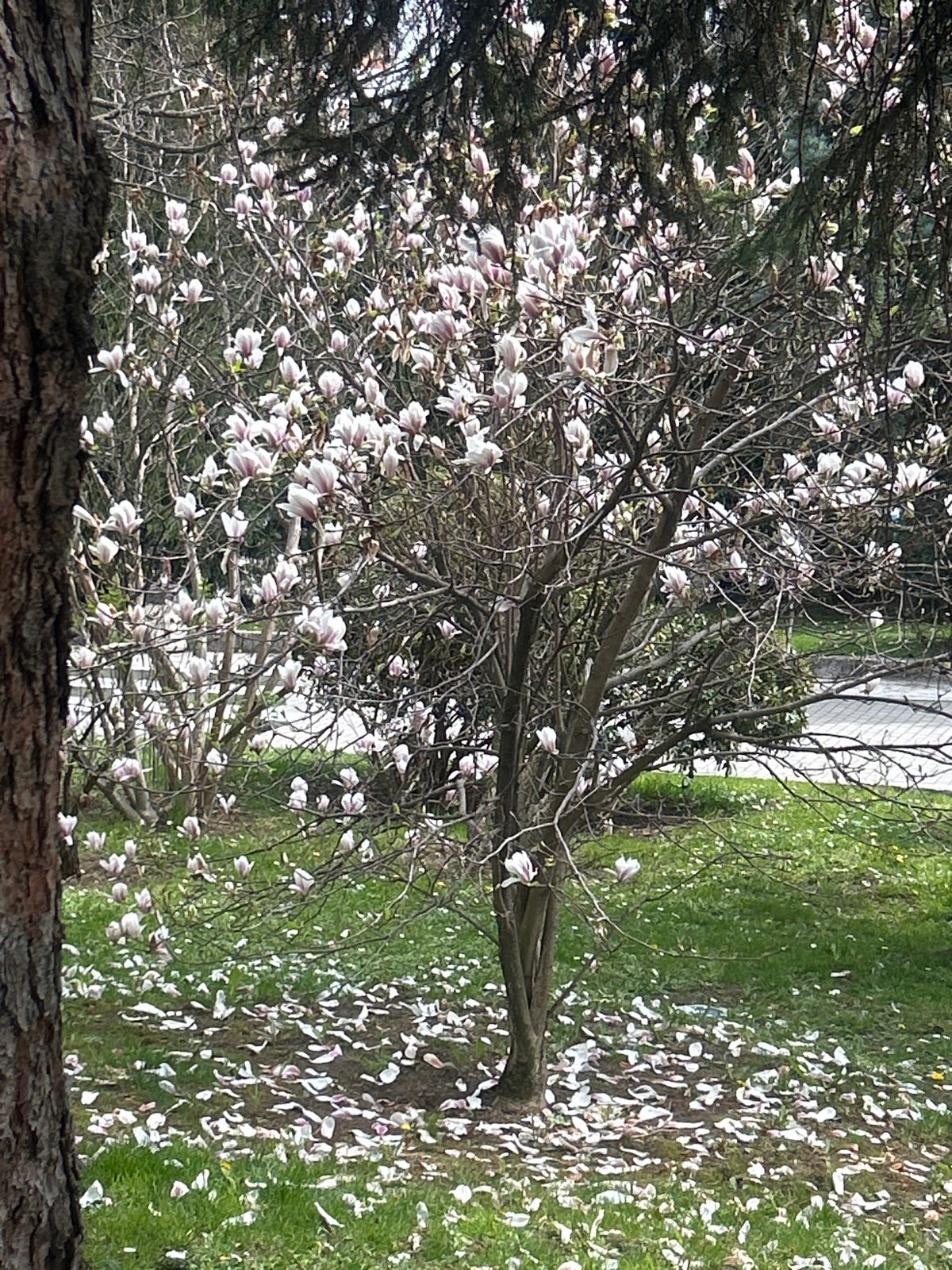 Spring morning scenes captured in historic Veliko Tarnovo