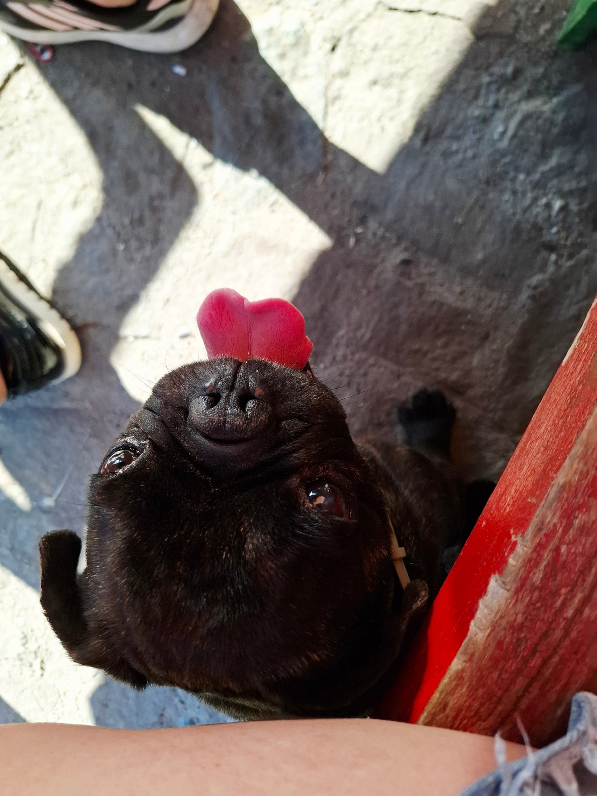Pug and dessert spotted at Bulgarian cafe