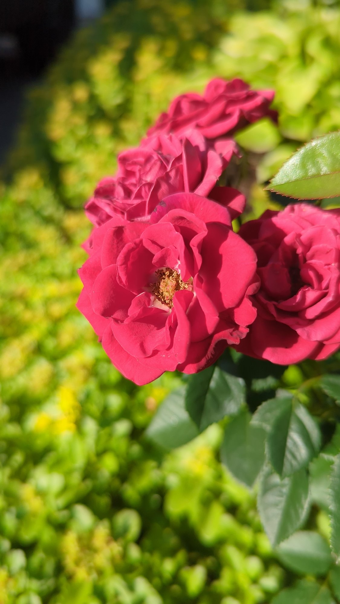 Summer flowers in close-up detail, Montreal garden