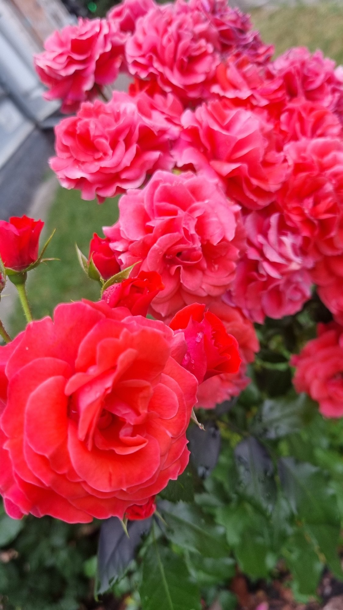 Medieval armor and fresh roses on display in Smila