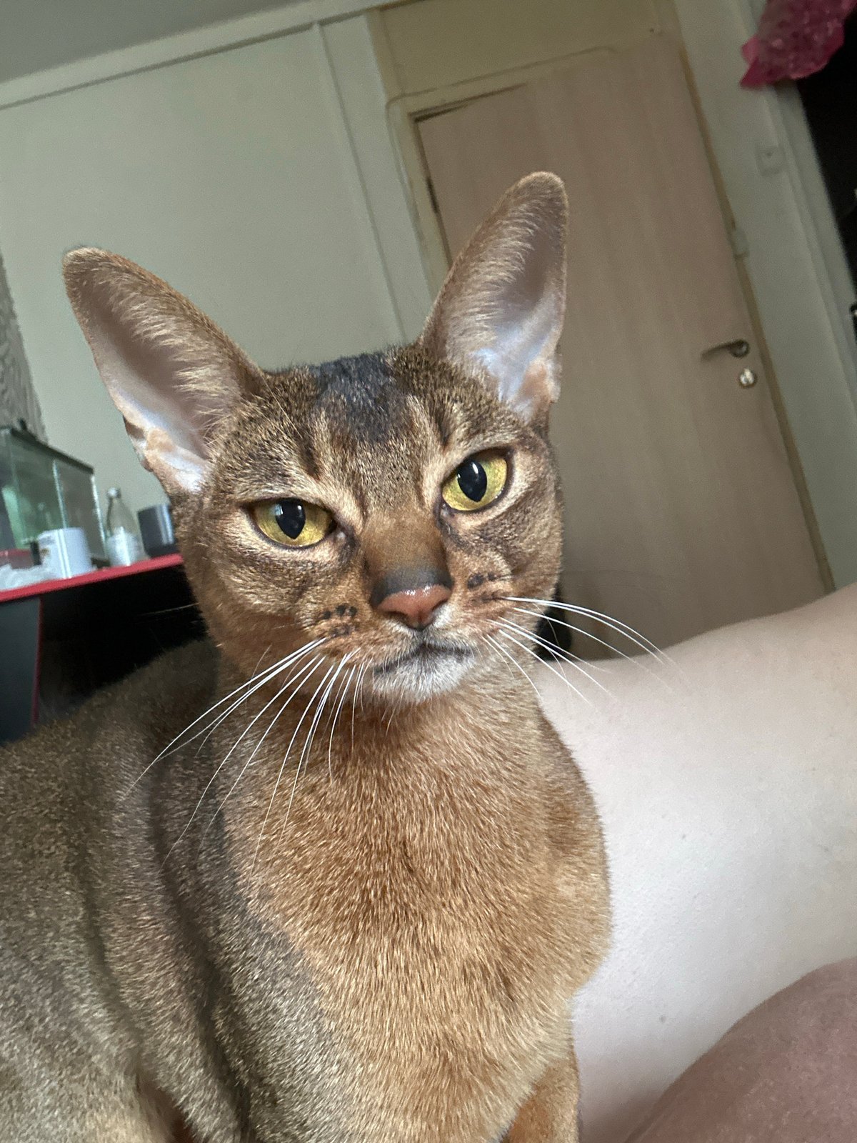 Abyssinian Cat Photographed in Moscow