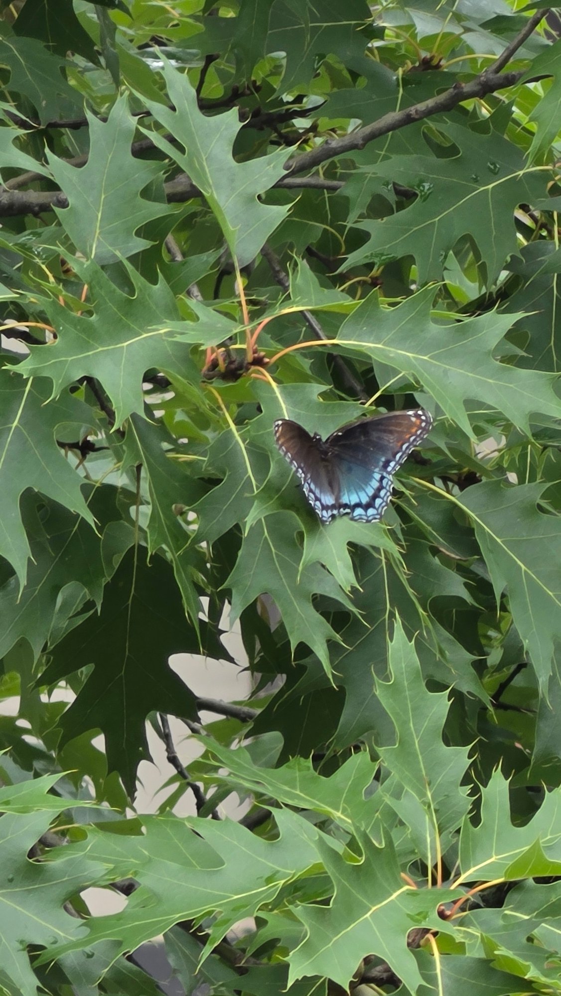 Butterflies, a new smartwatch, and a home workout in Elgin