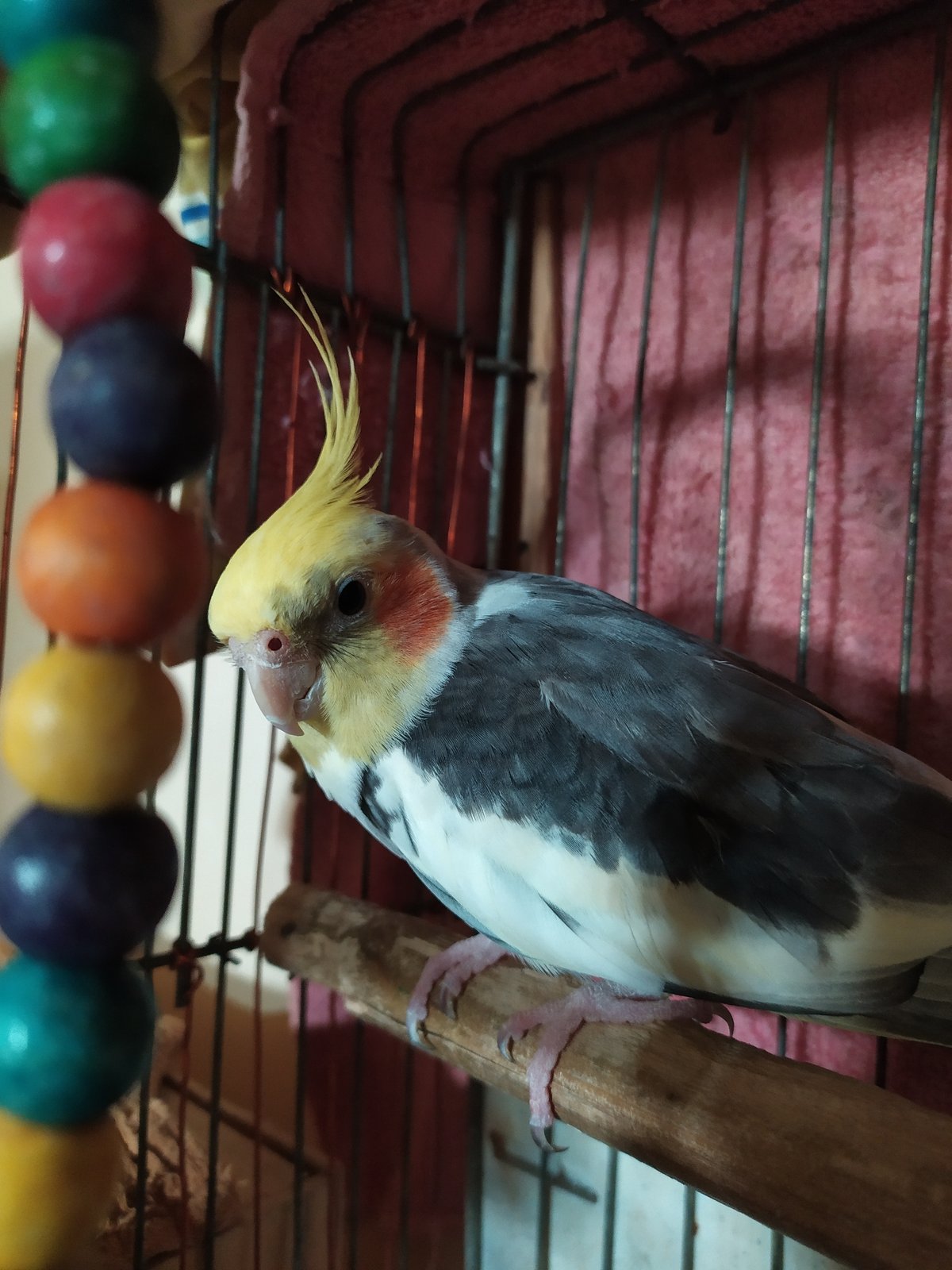 Cockatiel in a cage, photographed from multiple angles in Bilajari