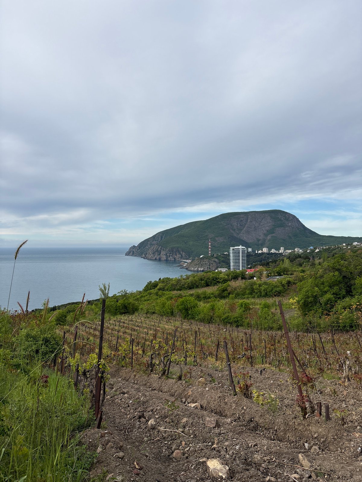 Group takes early morning selfie in Ukrainian coastal vineyard