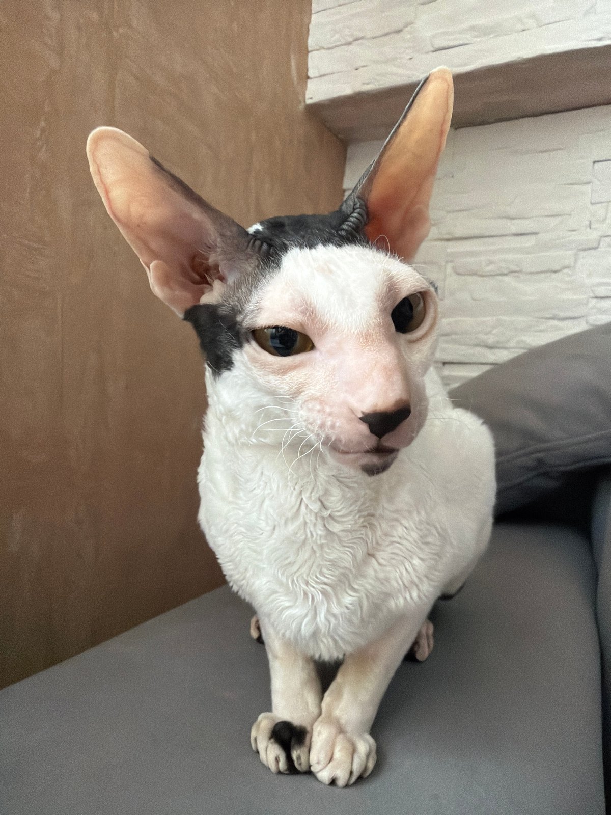 Cornish Rex cat goes about its morning, drink included
