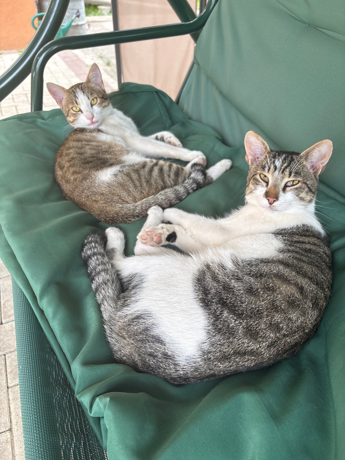 Cats napping in a garden full of blooms and textures