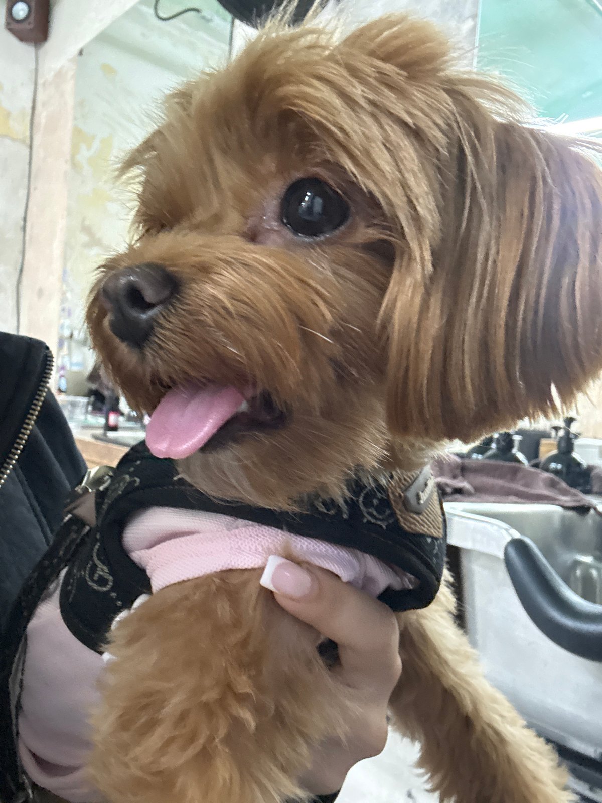 Afternoon in Prague with a very photogenic Yorkshire Terrier