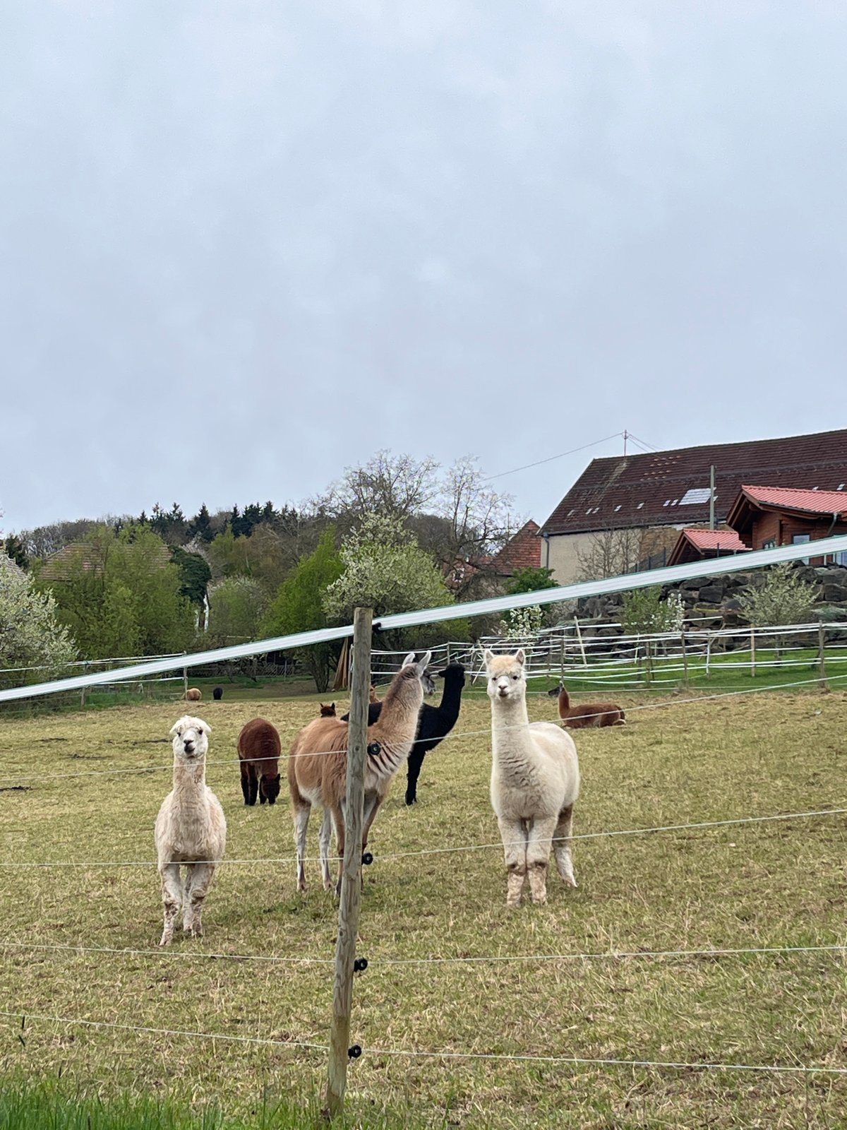 Family enjoys lunch and animal viewing in Bisterschied