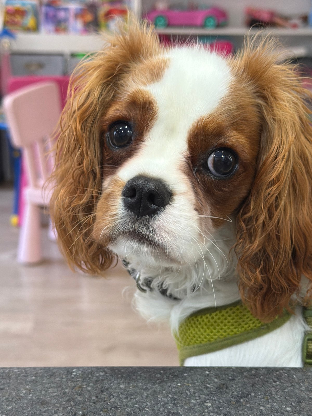 Cavalier King Charles Spaniel gets its close-up indoors