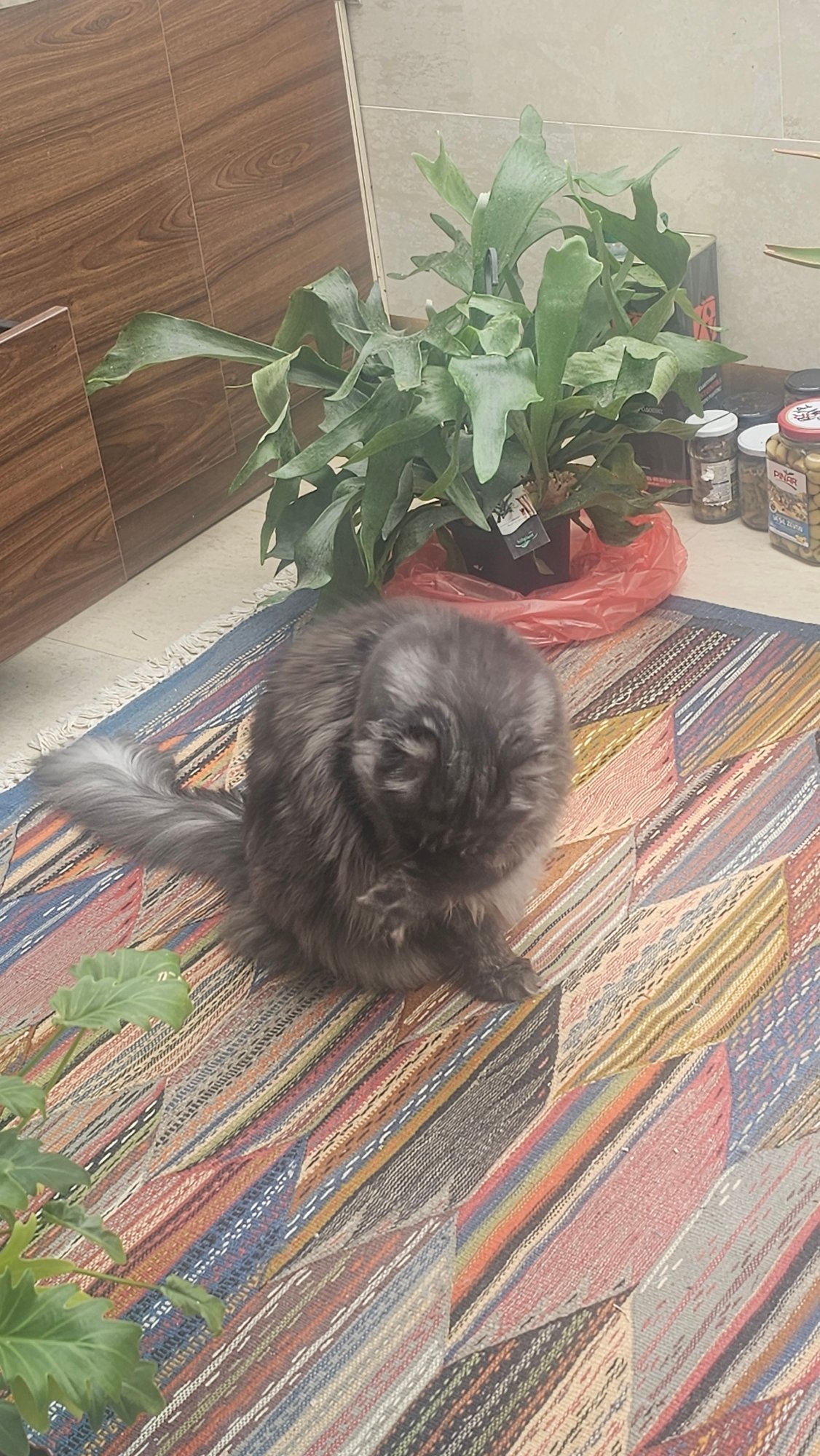Gray cat rests on colorful rug indoors in Bistritsa