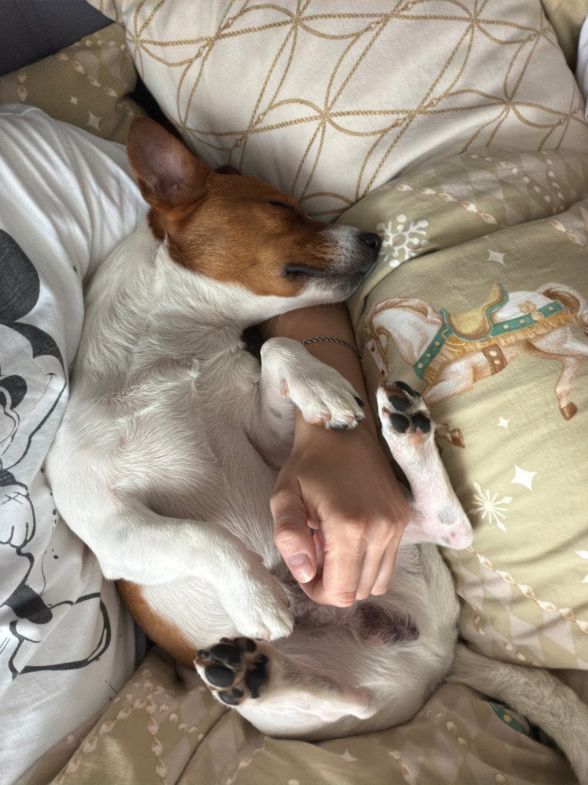 Jack Russell Terrier's morning routine captured in Moscow residence