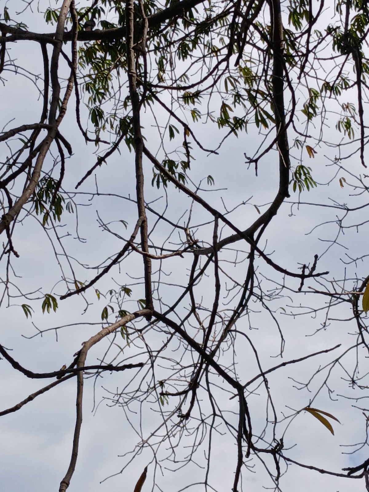 Witness documents trees and urban scenes in Ciudad Guayana