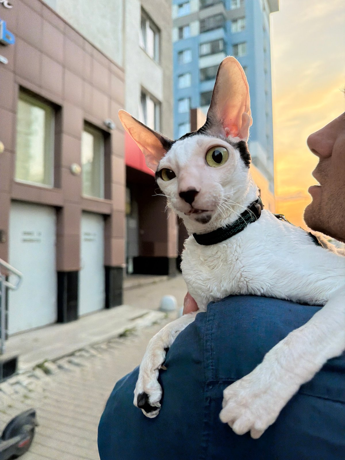 Cornish Rex cat rides a shoulder through Yekaterinburg