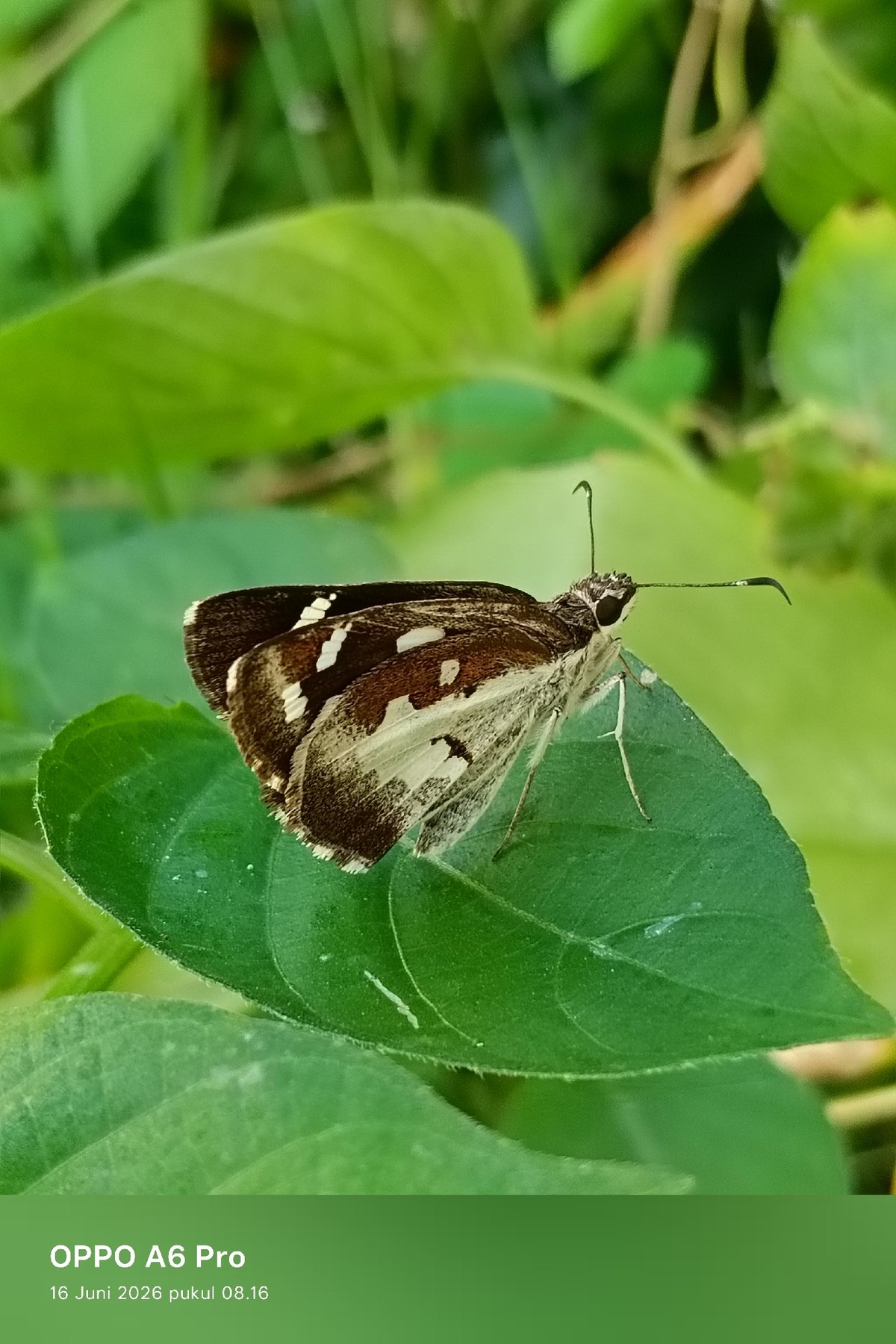 Backyard macro nature shots and everyday life in Lhokseumawe