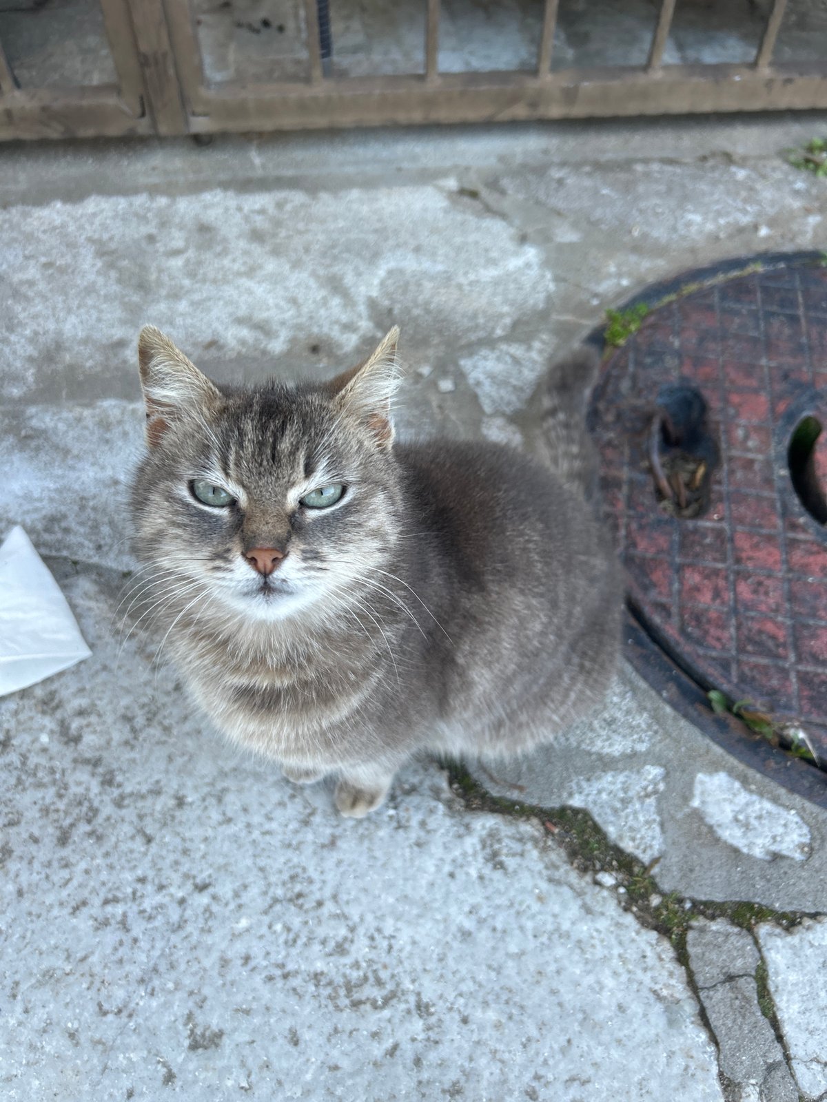 Cats spotted around blooming Zlatograd streets in spring afternoon