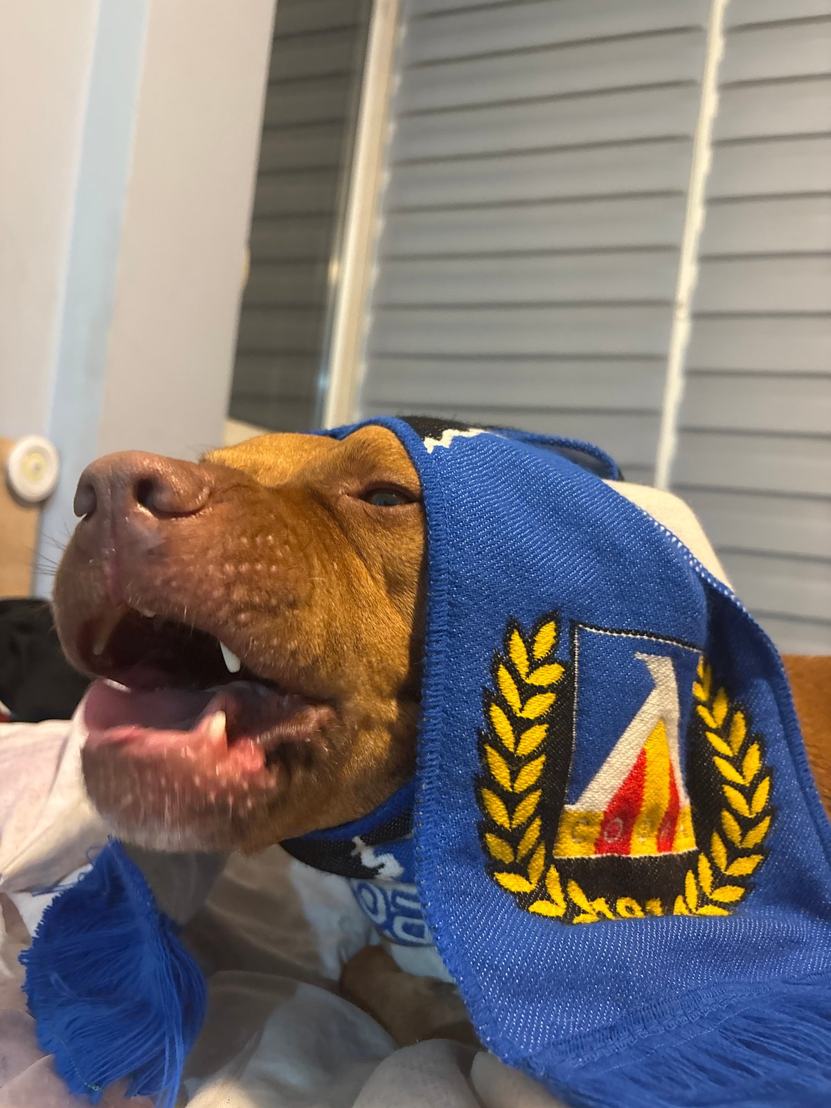 Dog spotted wearing Levski Sofia soccer scarf in Bulgaria