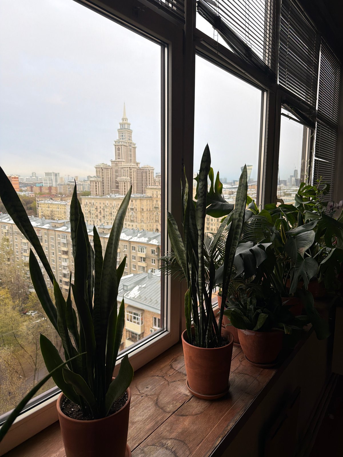 Indoor plants arranged by window in Khimki apartment
