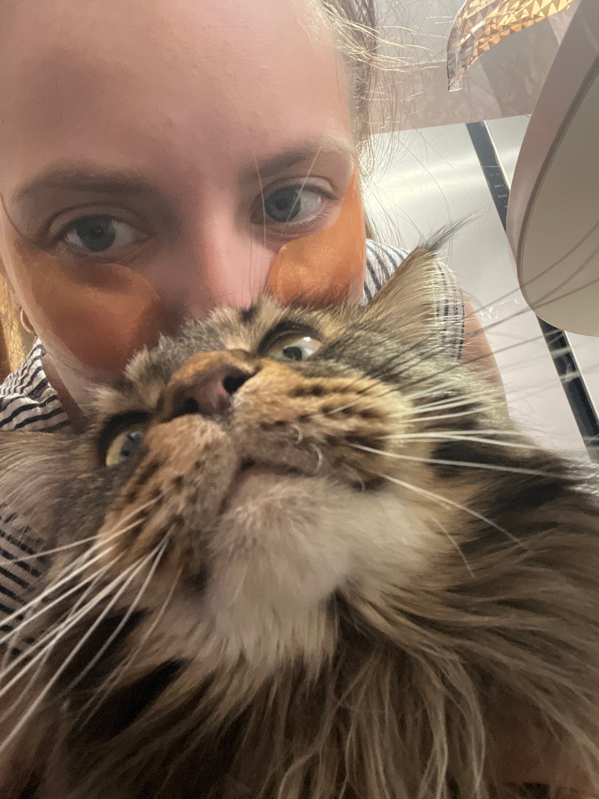 Morning beauty routine with Maine Coon cat in Марковский