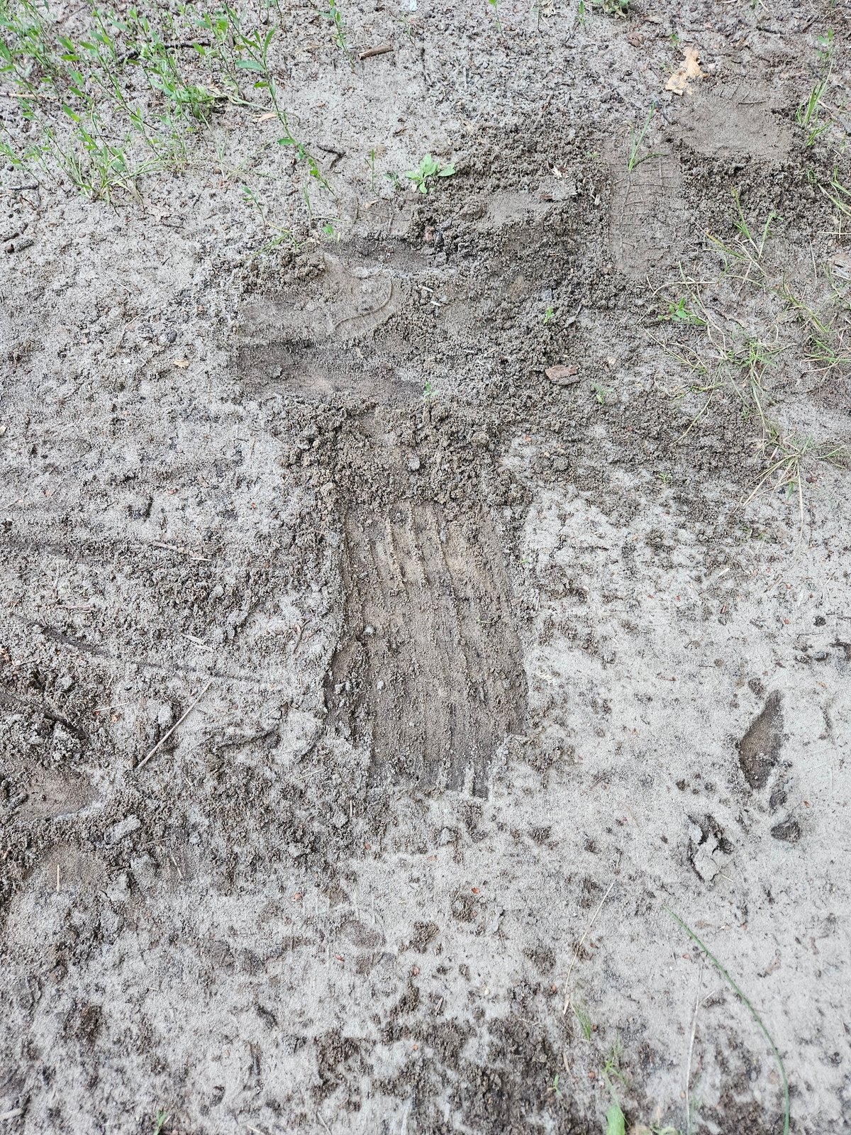 Close-up exploration along a winding woodland path