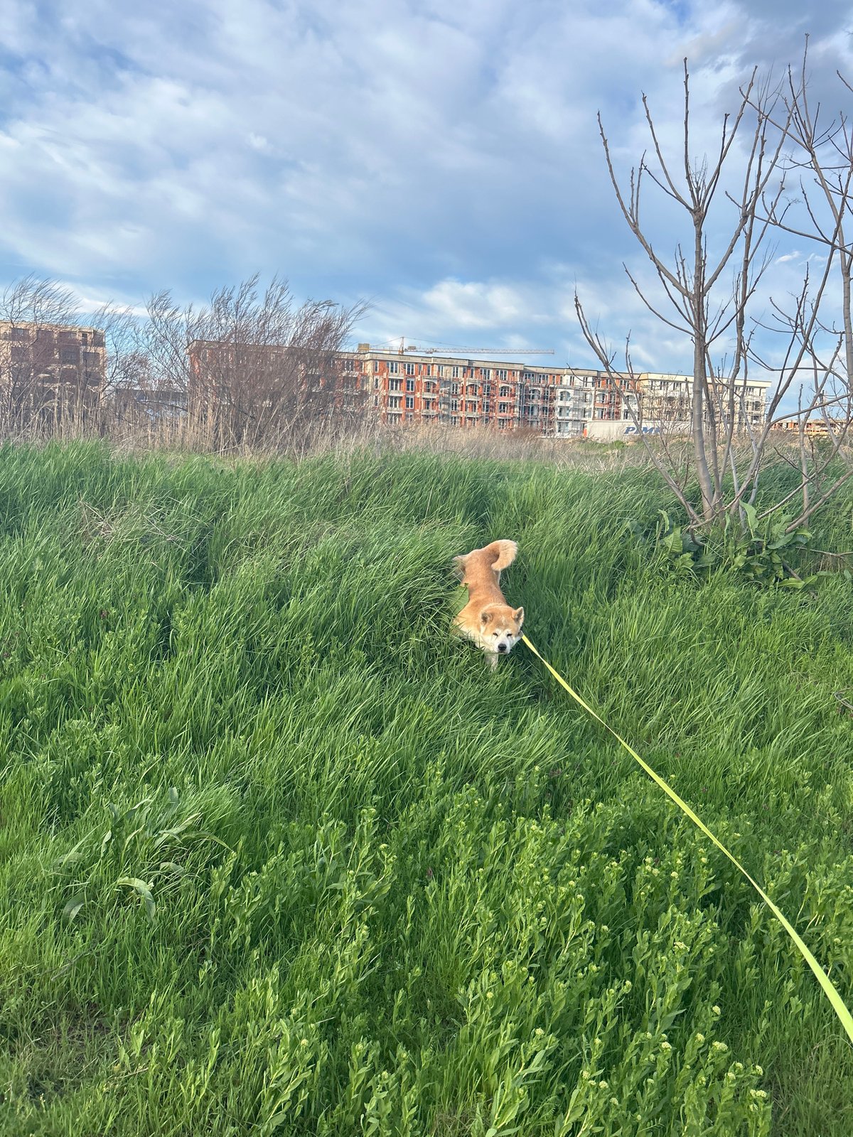 Dog spotted near construction site in Plovdiv, Bulgaria