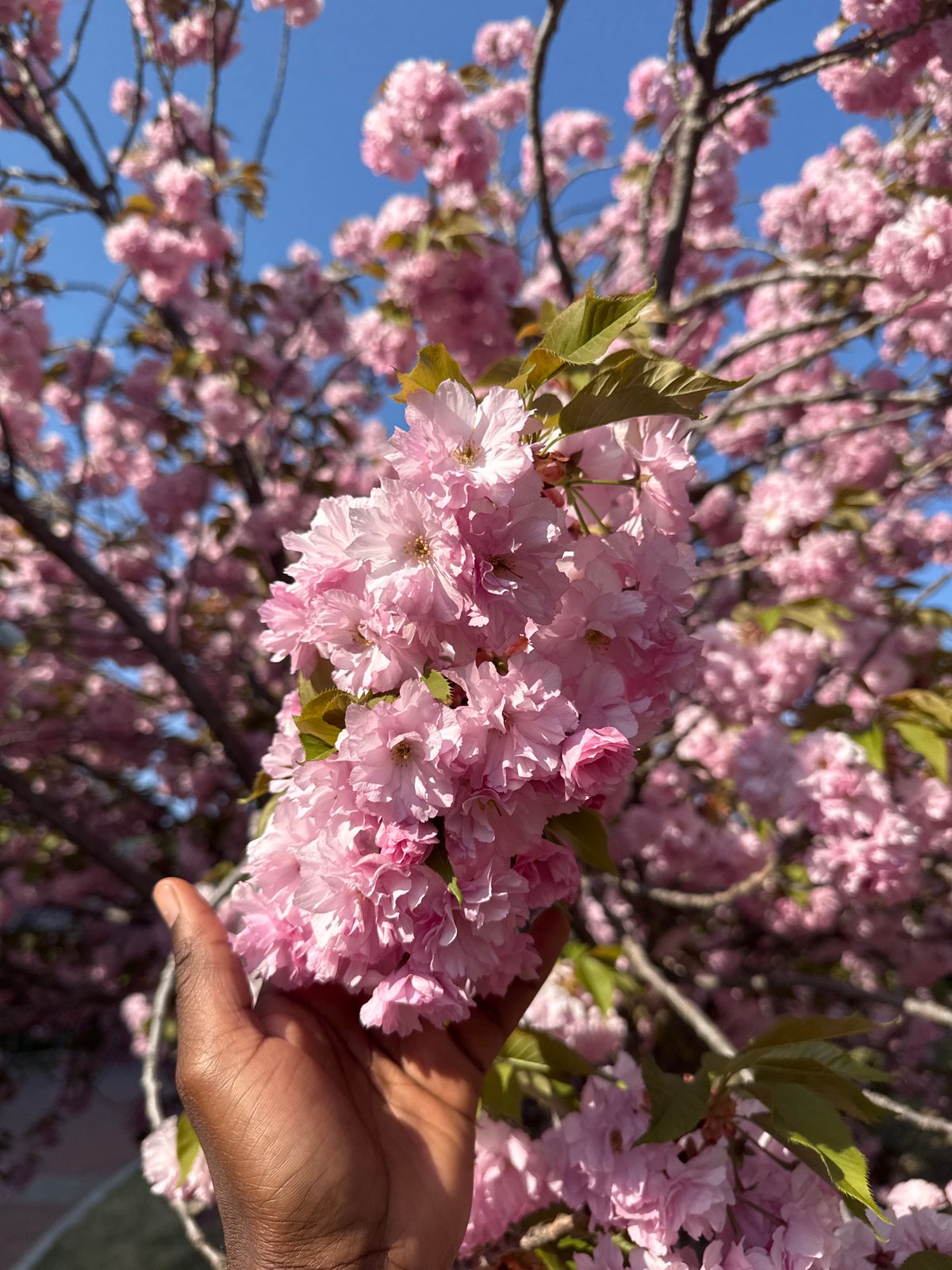 Cherry blossom viewing and scooter rides in Zhongtun park