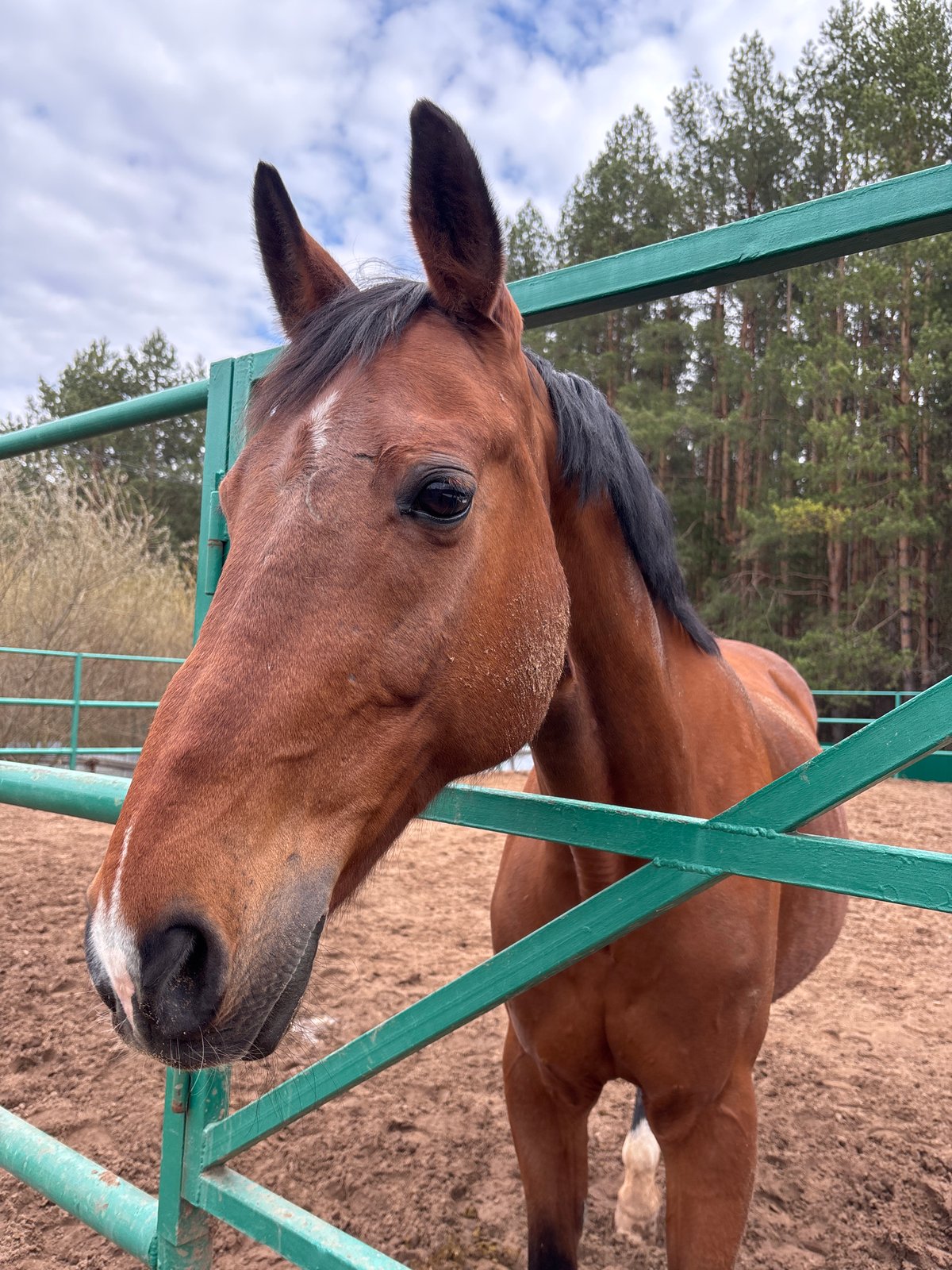 Horse training session documented in rural Russia