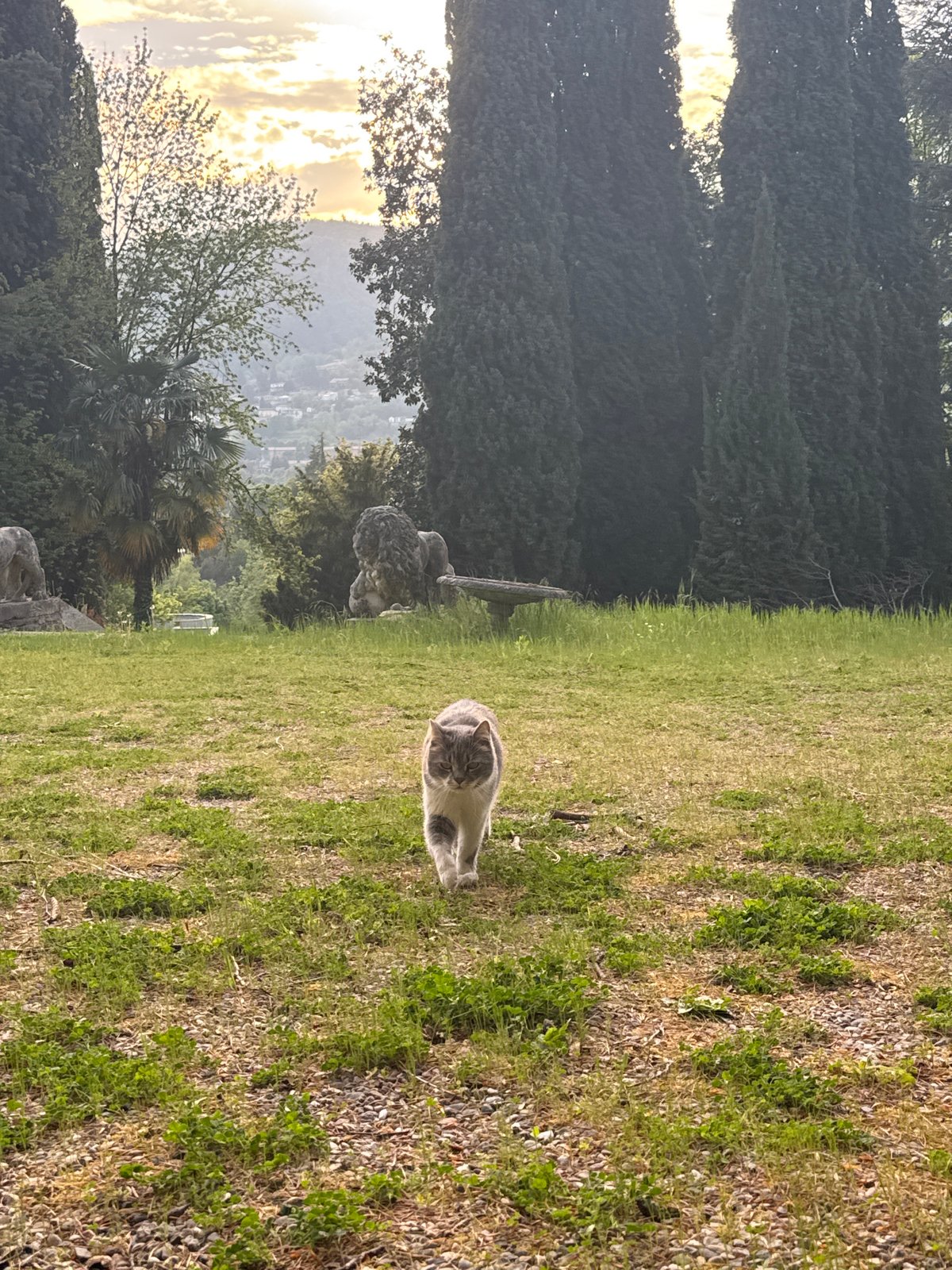 Spring garden moment captured in Erba, Italy