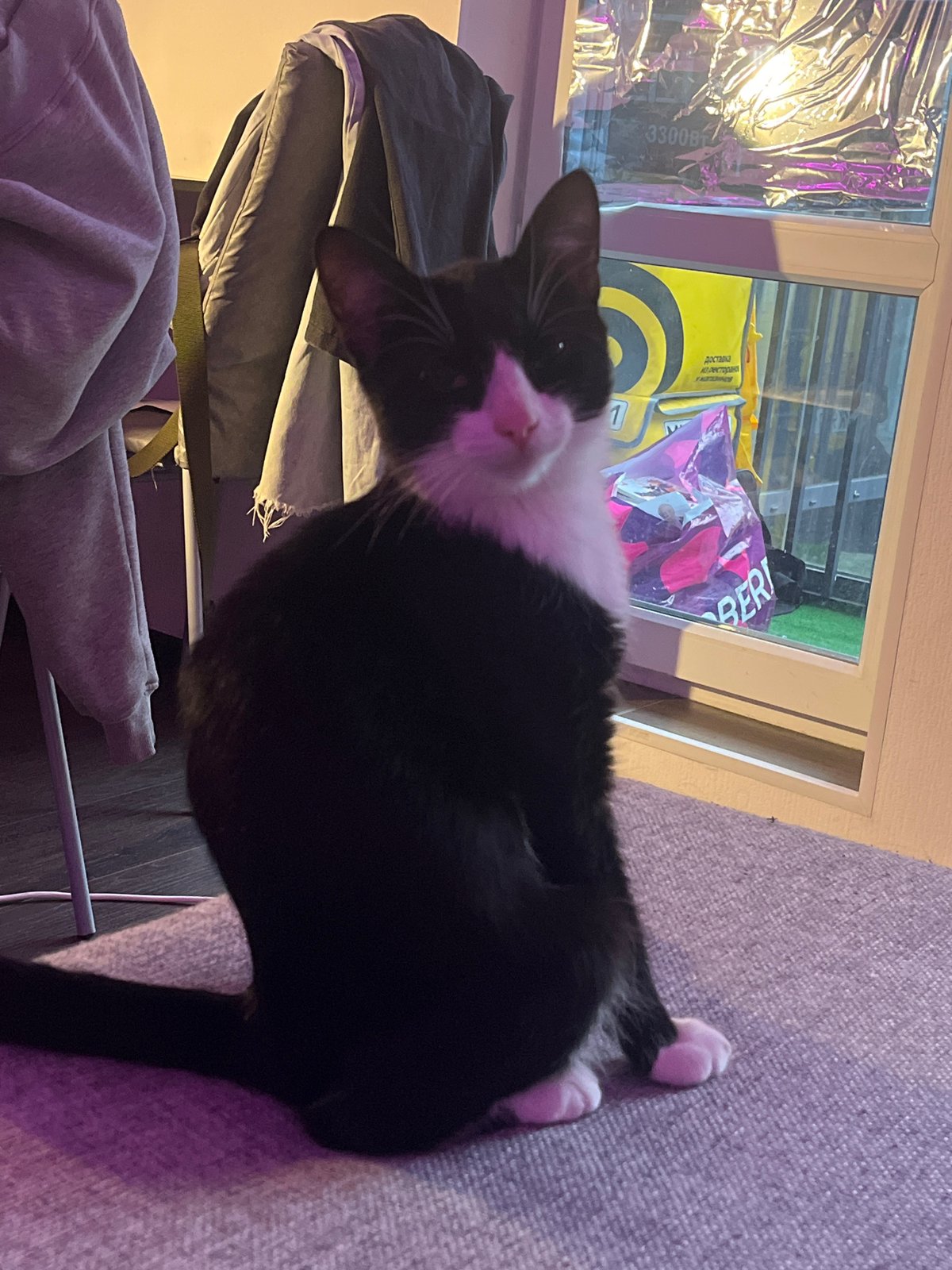 Woman and cat share quiet afternoon in Saint Petersburg apartment