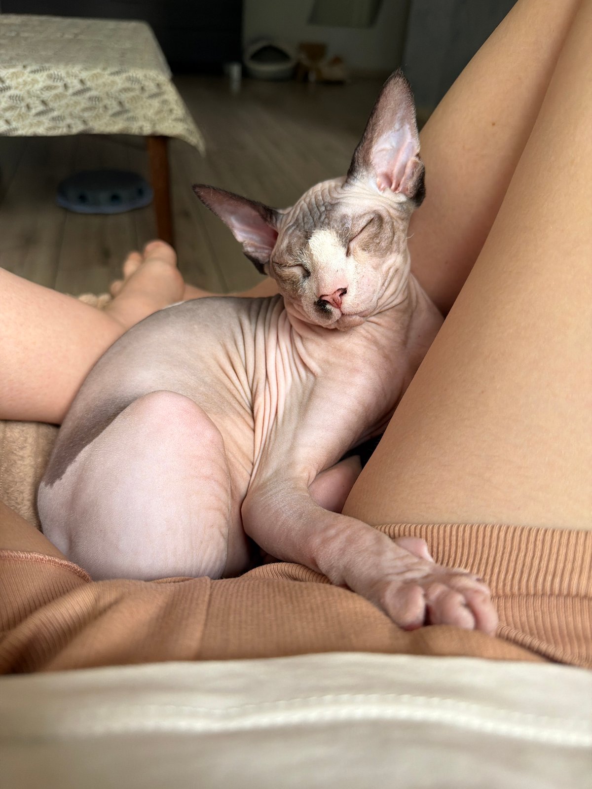 Sphynx cat enjoys peaceful morning nap session on owner's lap