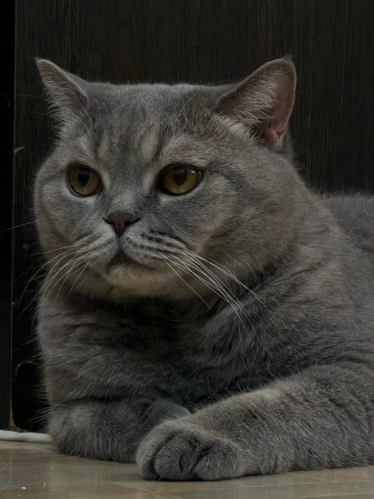 British Shorthair cat lounging across Perm apartment floors