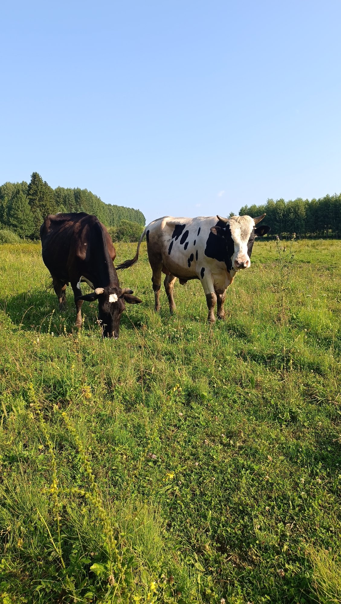 Grazing cows and wildflowers on a sunny Karsha meadow