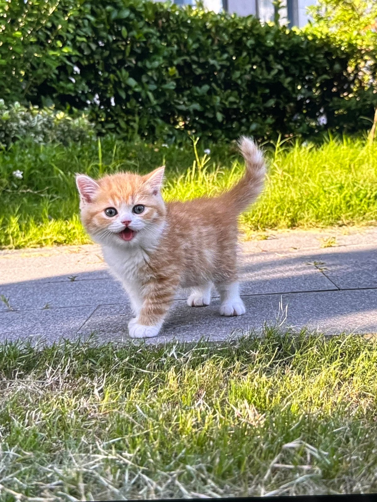 Kittens, wildflowers, and open fields on a quiet afternoon