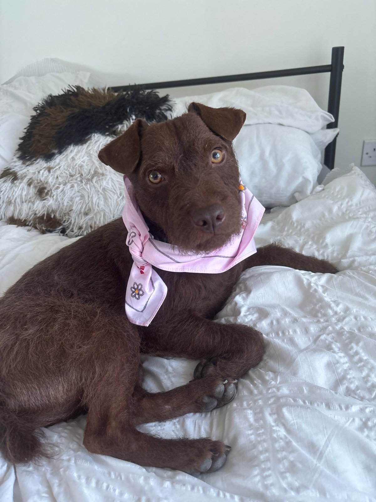 Terrier mix photographed on bed in London
