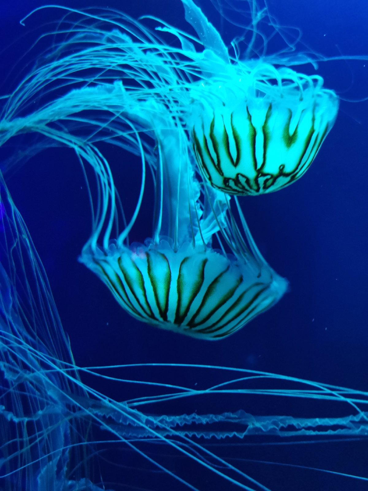 Colorful jellyfish display captivates visitors at London aquarium