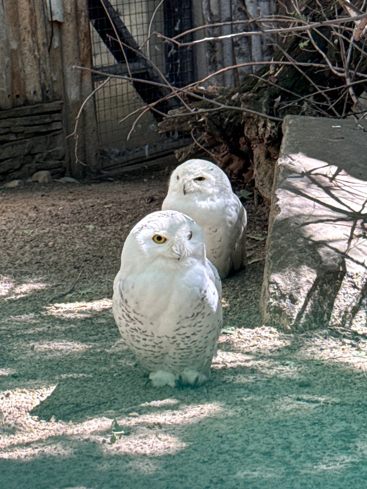 Wildlife facility in Shakhty showcases diverse raptors and animals