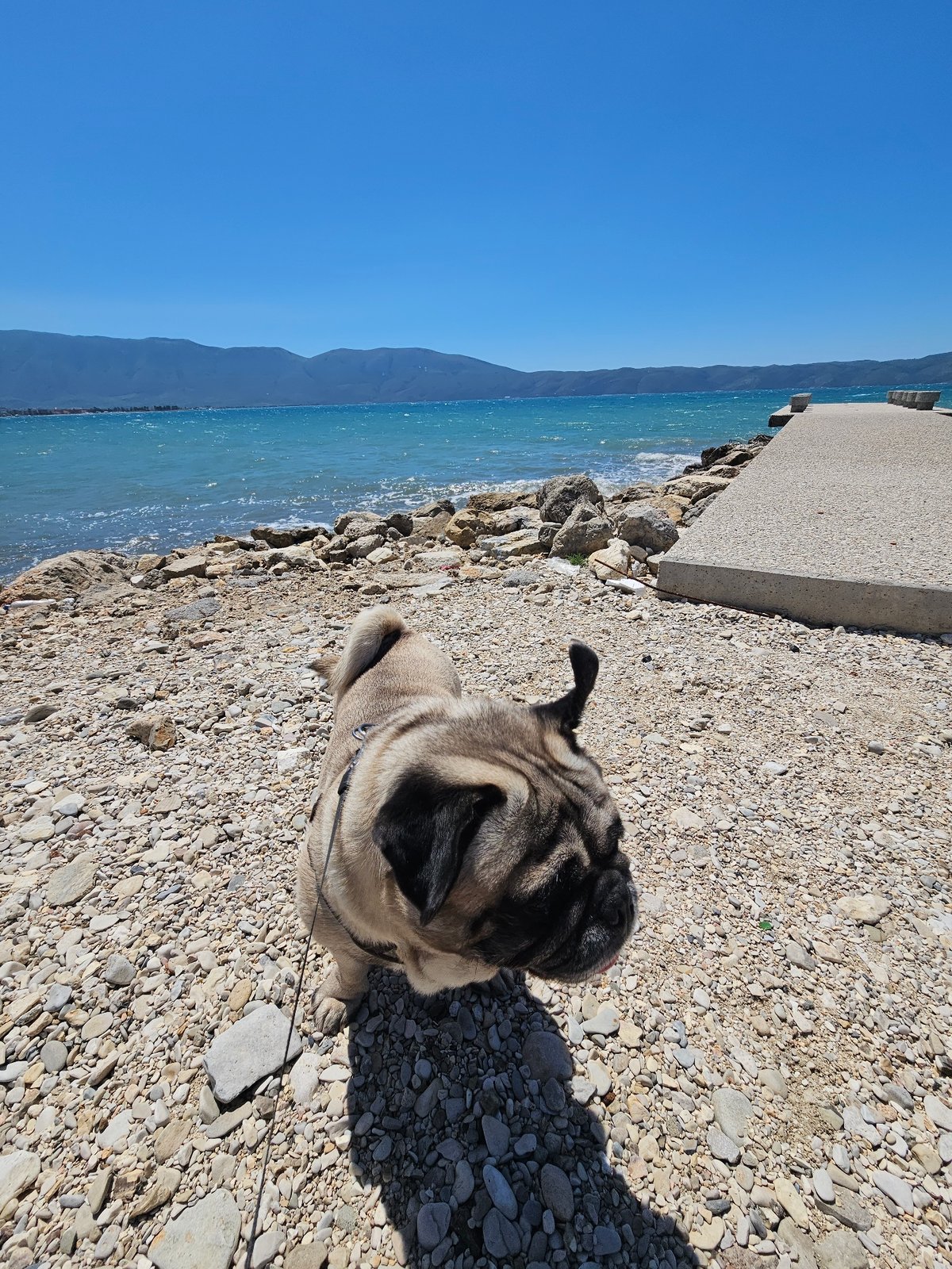 Pug enjoys sunny beach day in Orikum, Albania