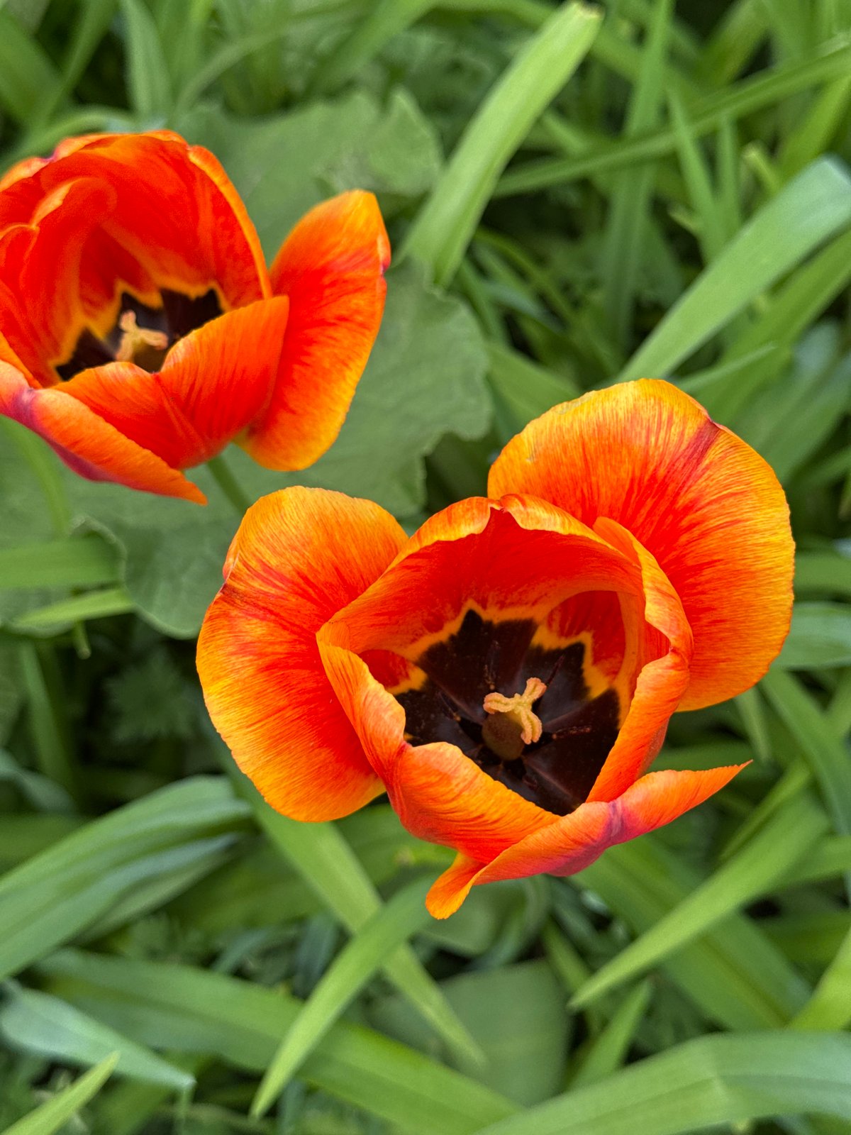 Beauty salon services and spring flowers documented in Chaikovsky