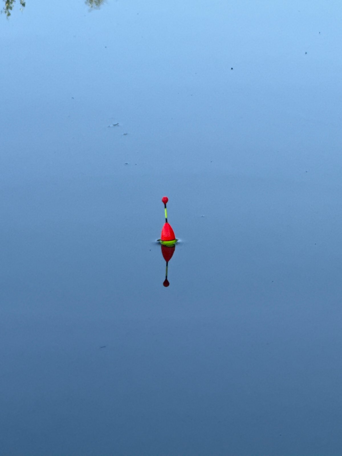 Peaceful pond life in Galinė on a summer afternoon