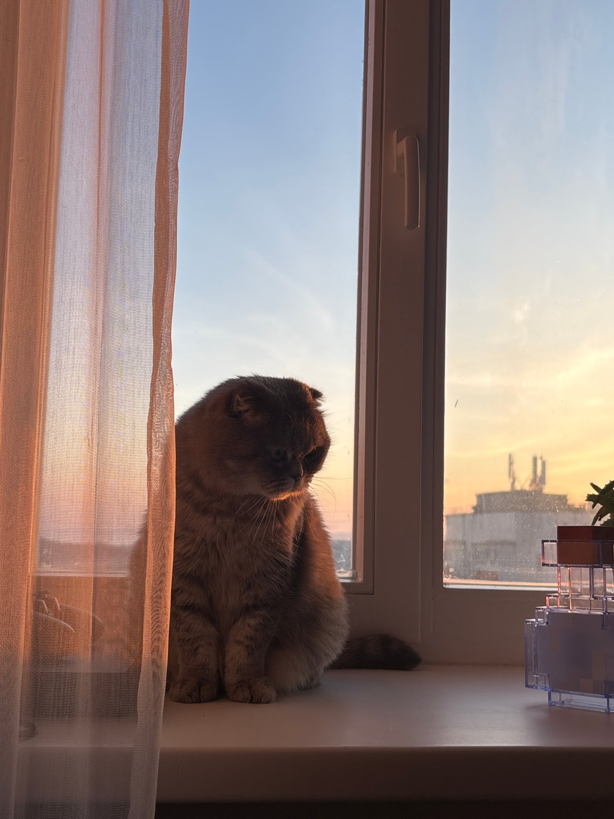 Quiet domestic moments captured during sunset in Chaikovsky, Russia