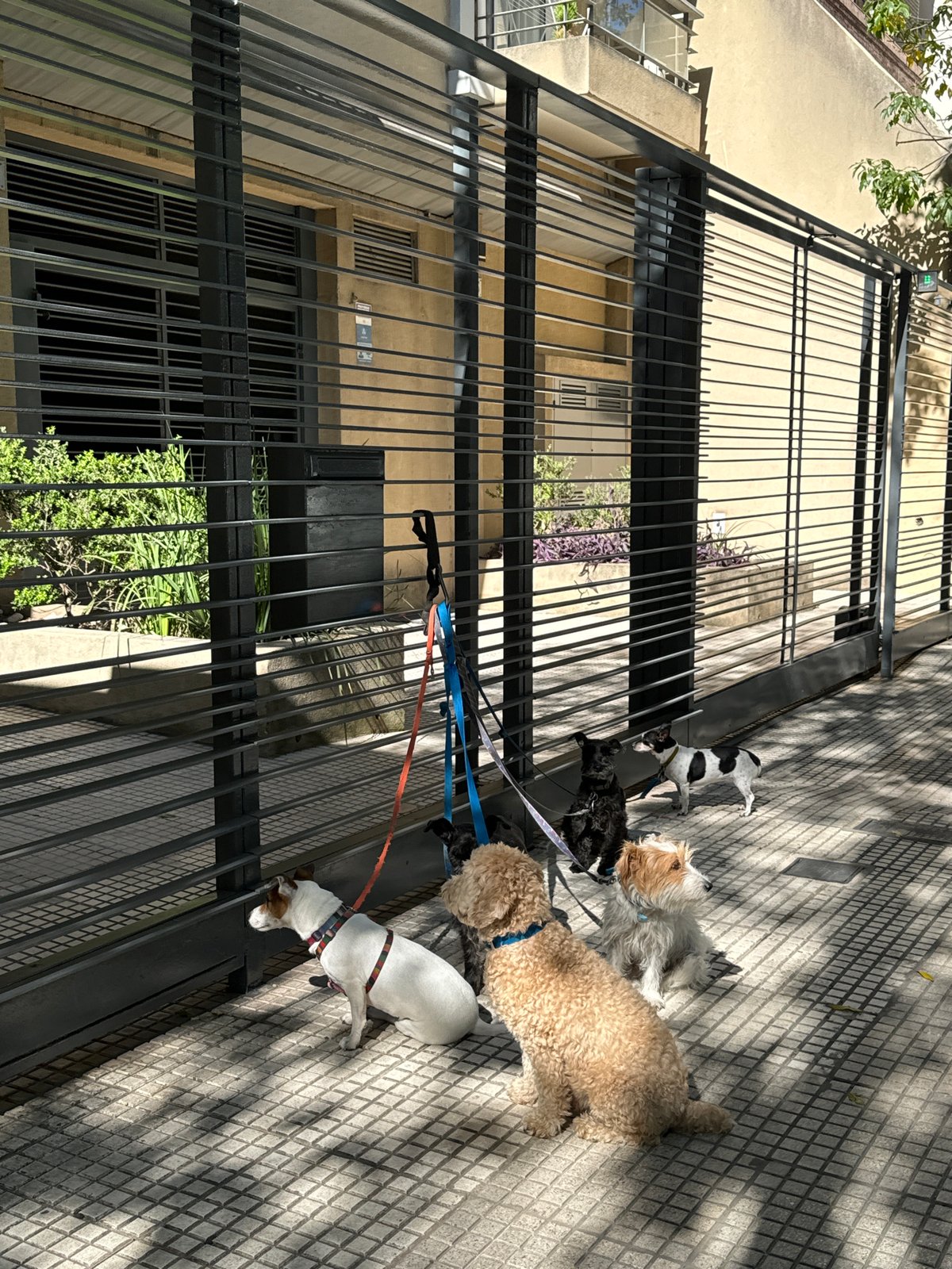 Dogs wait on Buenos Aires sidewalk during sunny afternoon