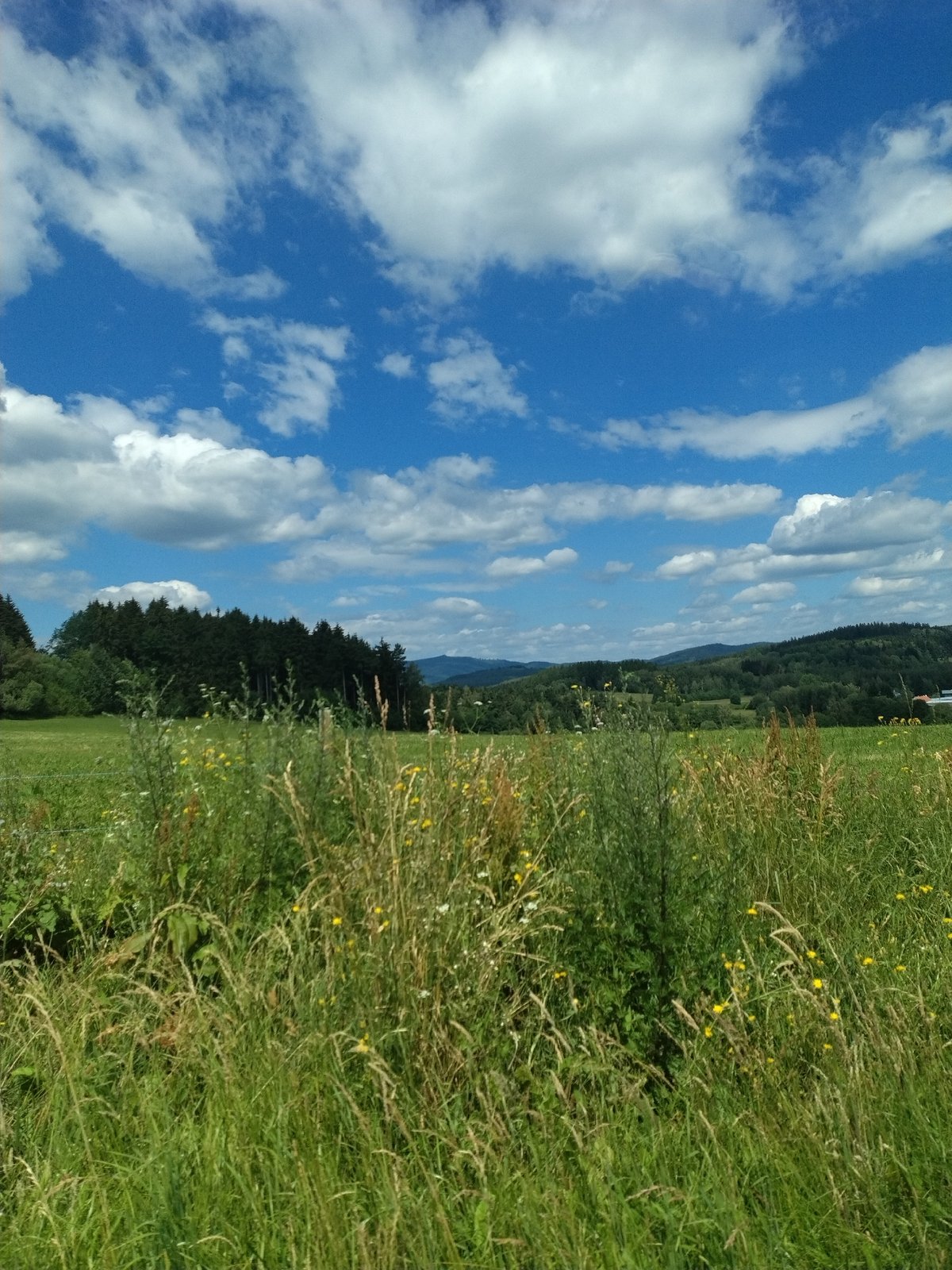 Wildflowers and tall grass in a Czech summer meadow