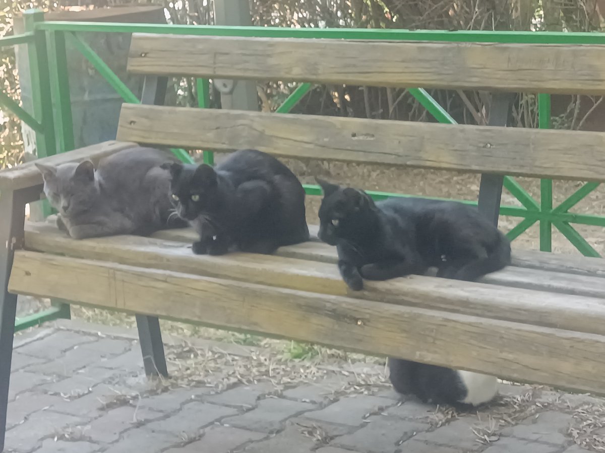 Cats, dogs, and quiet streets in a Shymkent neighborhood