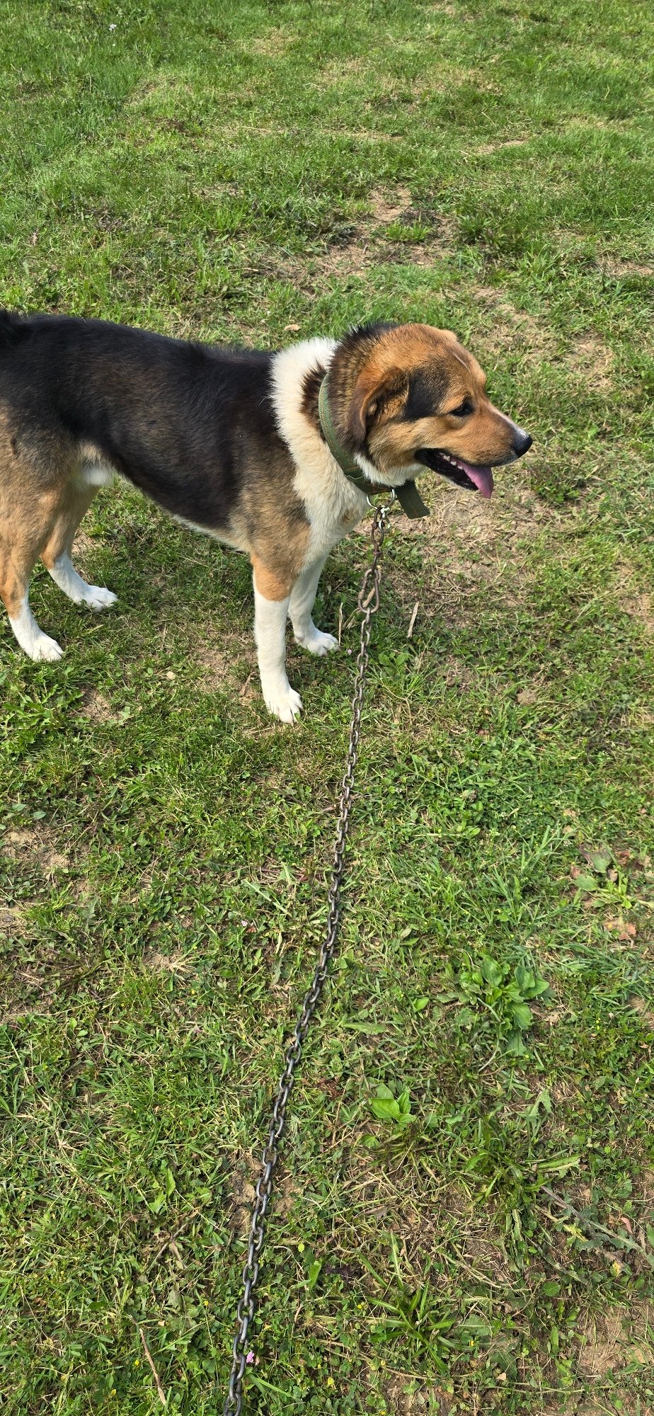 Dog on chain and garden watering in Vratsa