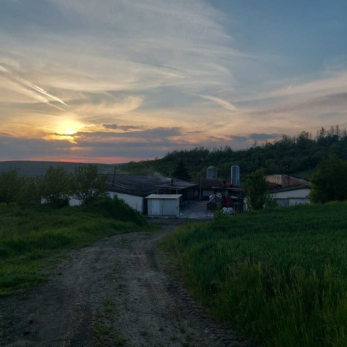 German Shepherd runs through countryside fields near Strazhitsa, Bulgaria