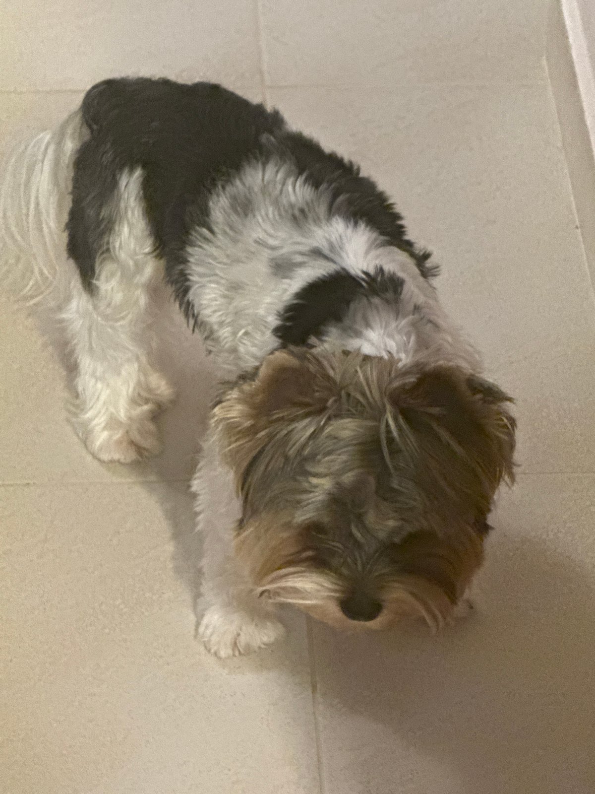 Small dog rests on tiled floor in Sofia