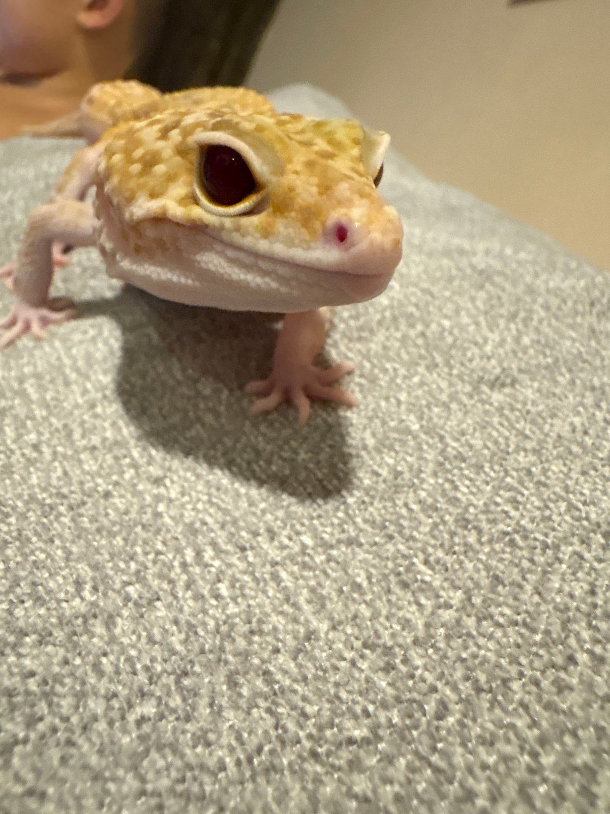 Pet leopard gecko documented during casual afternoon in Vietnam home